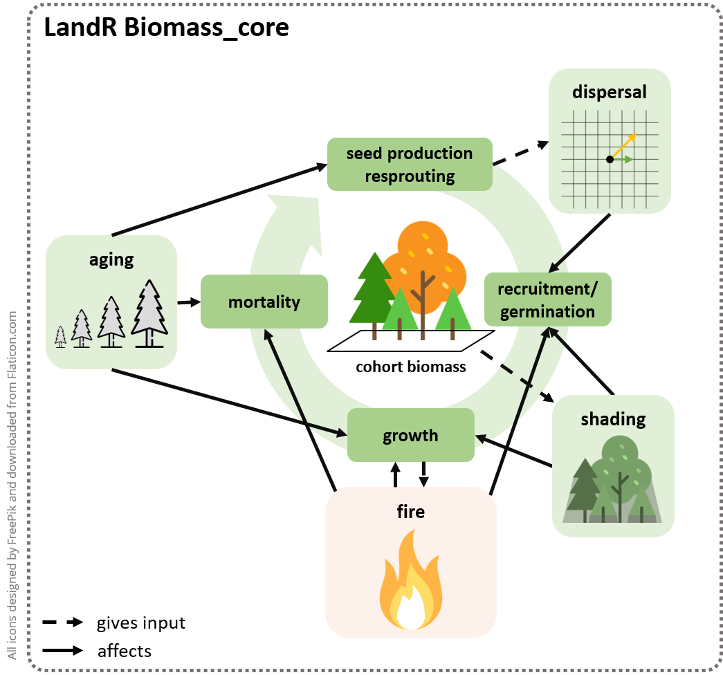 Biomass_core simulates tree cohort growth, mortality, recruitment and dispersal dynamics, as a function of  cohort ageing and competition for light (shading) and space, as well as disturbances like fire (simulated using other modules).